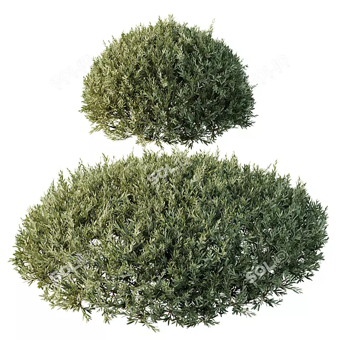 Dwarf Olive Topiary Shrub Model 3D model image 3