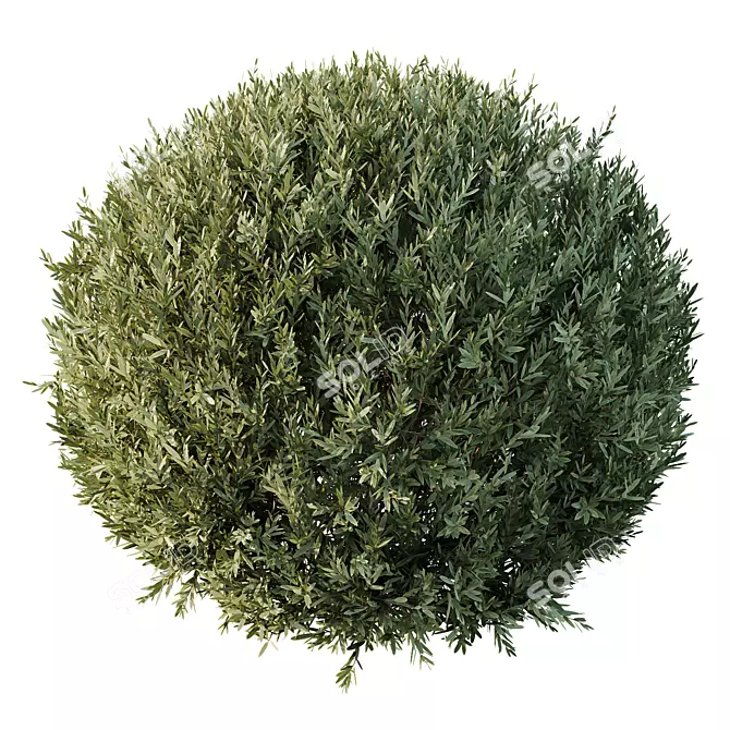 Dwarf Olive Topiary Shrub Model 3D model image 4