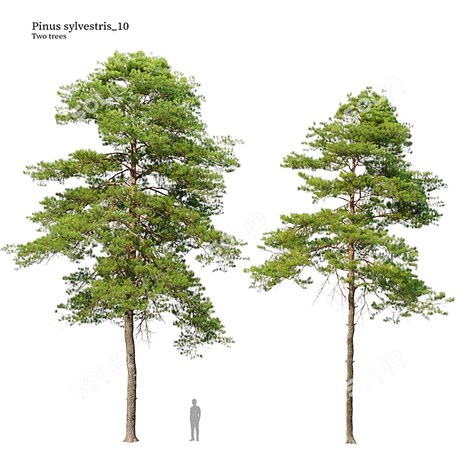 Scots Pine Tree Model 3D 3D model image 1