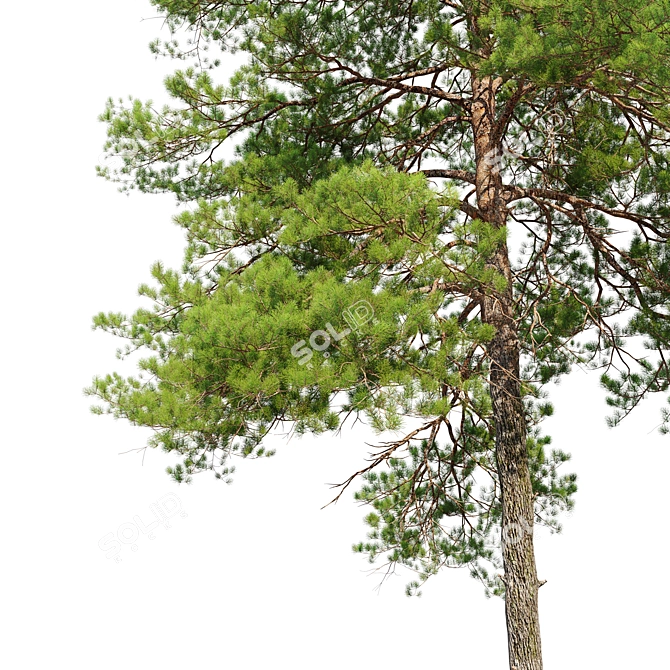 Scots Pine Tree Model 3D 3D model image 2