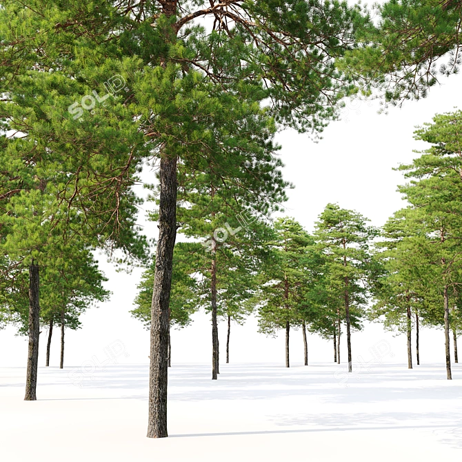 Scots Pine Tree Model 3D 3D model image 3