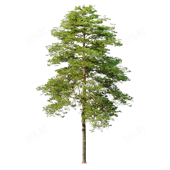 Scots Pine Tree Model 3D 3D model image 4