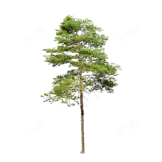 Scots Pine Tree Model 3D 3D model image 5