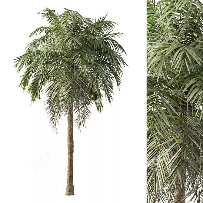 Tropical Palm Tree 3D Model 3D model image 1