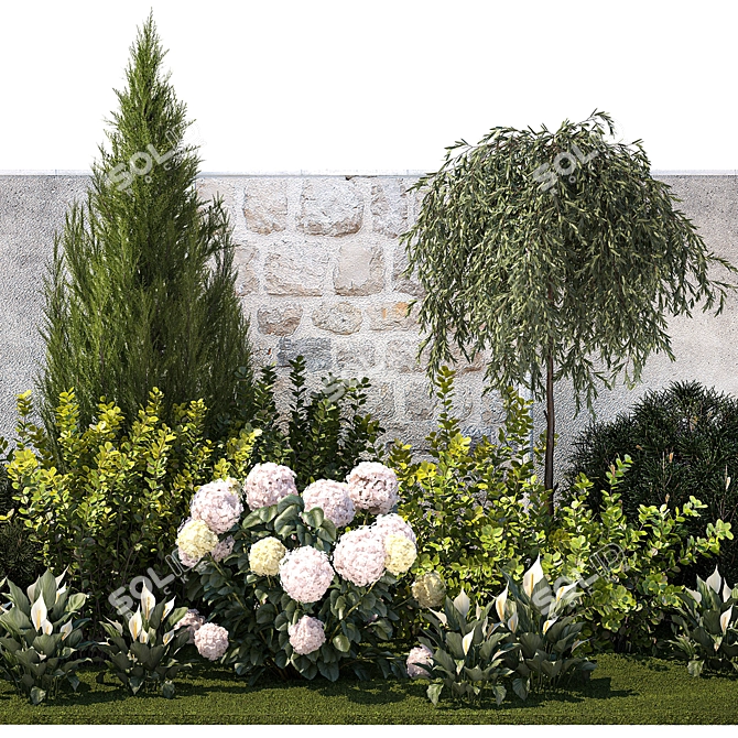 Landscape Plant Collection: Silverberry, Olive, Berberis, Thuja, Hydrangea 3D model image 10