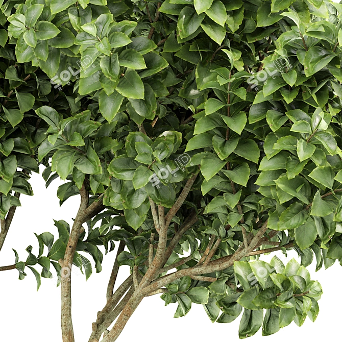 Exotic Tree Models Collection 3D model image 2