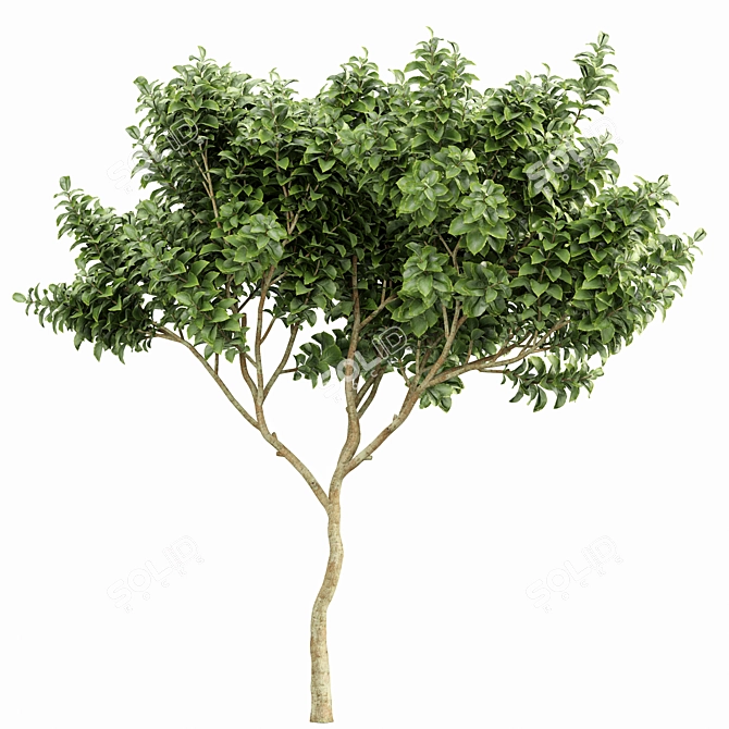 Exotic Tree Models Collection 3D model image 4