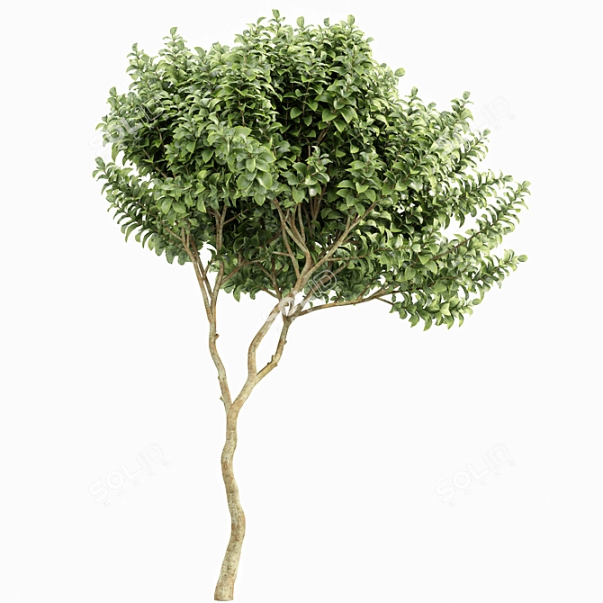 Exotic Tree Models Collection 3D model image 5