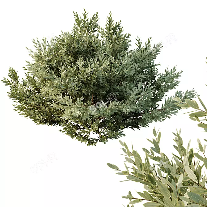 Dwarf Olive Bush 3D Models 3D model image 2