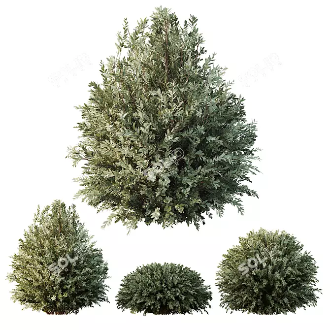 Dwarf Olive Topiary HQ Model 3D model image 1