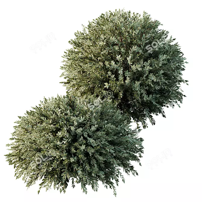 Dwarf Olive Topiary HQ Model 3D model image 2