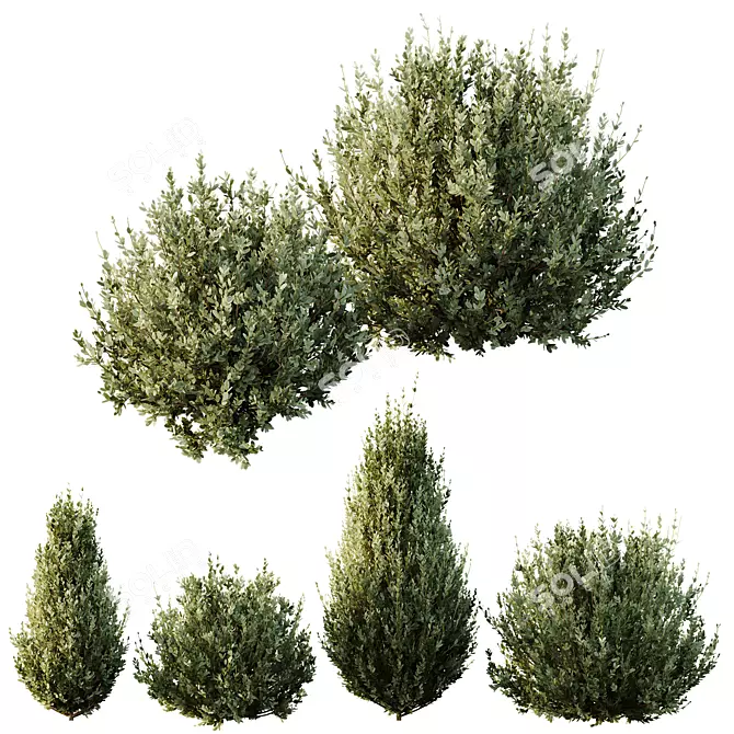 Dwarf Olive Bush 3D Model 3D model image 1