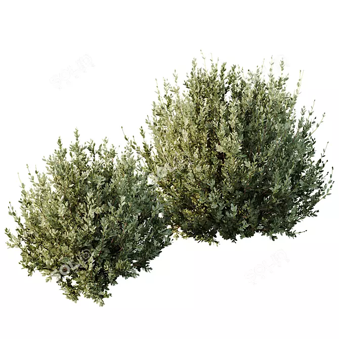 Dwarf Olive Bush 3D Model 3D model image 3