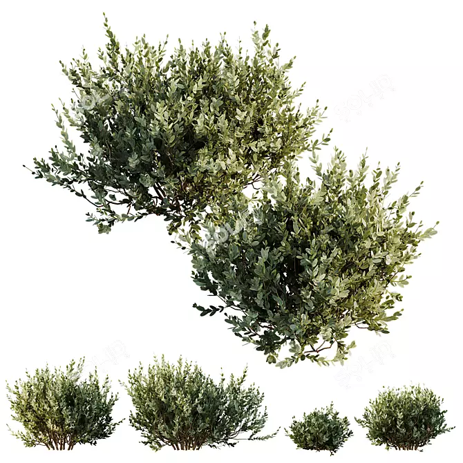 Dwarf Olive Topiary Shrubs 3D 3D model image 1