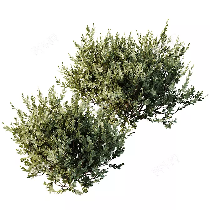 Dwarf Olive Topiary Shrubs 3D 3D model image 2