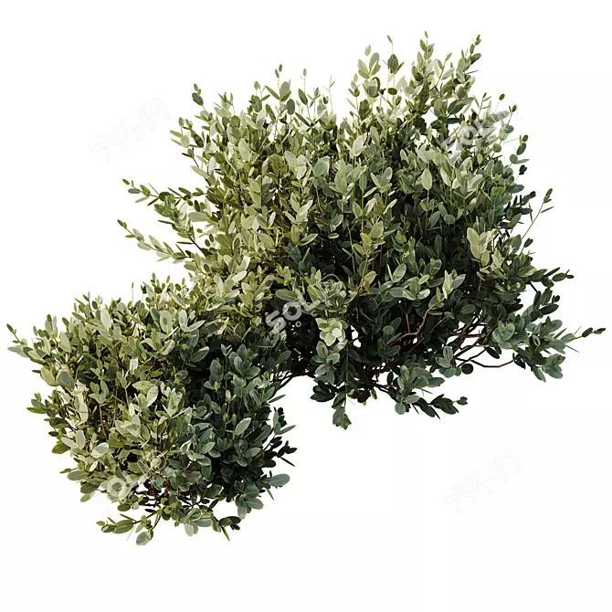 Dwarf Olive Topiary Shrubs 3D 3D model image 3