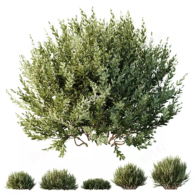 Little Ollie Dwarf Olive Bush 3D model image 1