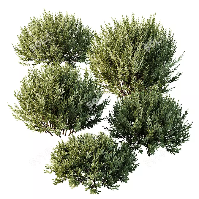 Little Ollie Dwarf Olive Bush 3D model image 2