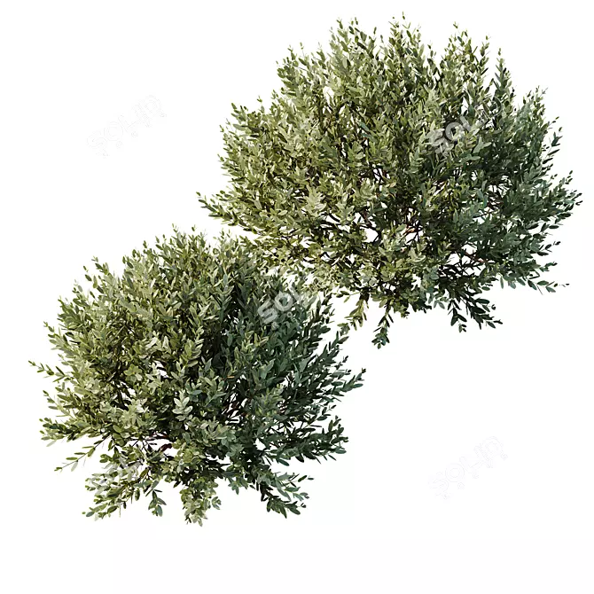 Little Ollie Dwarf Olive Bush 3D model image 3