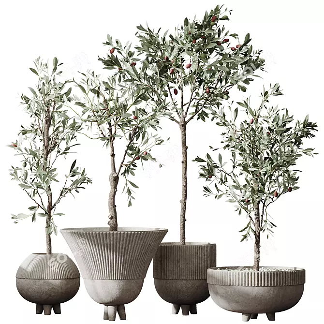 Dwarf Olive Tree Set - 3D 3D model image 1