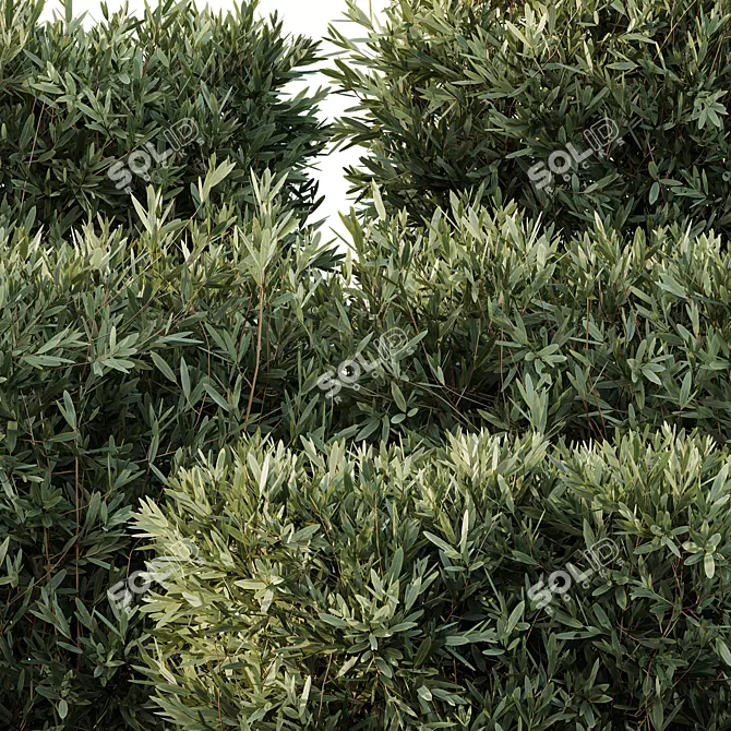 Variety 3D Olive Bush Models 3D model image 2