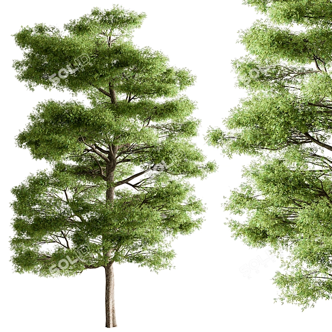 Sequoia Camphor Tree Collection 3D model image 1