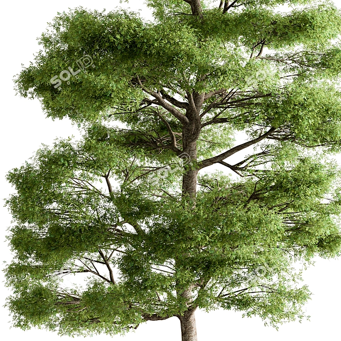 Sequoia Camphor Tree Collection 3D model image 2