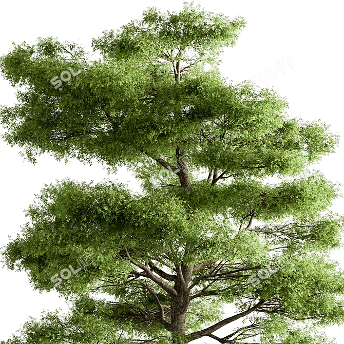 Sequoia Camphor Tree Collection 3D model image 3