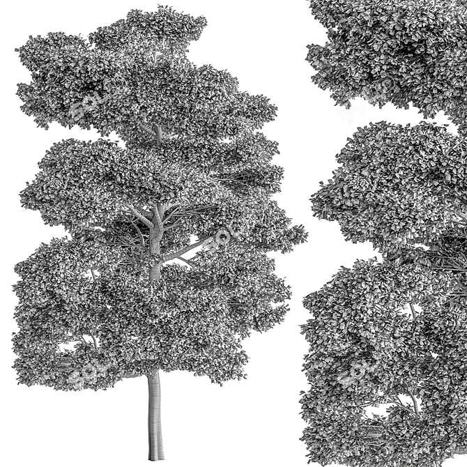 Sequoia Camphor Tree Collection 3D model image 4