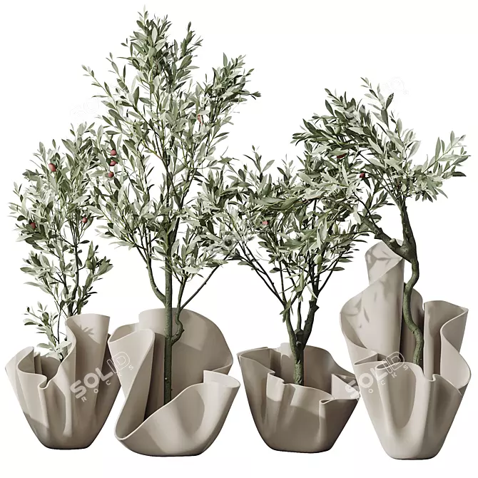 Dwarf Olive Tree Indoor Set 3D model image 1