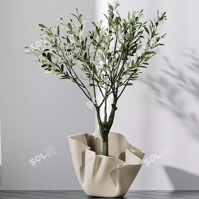 Dwarf Olive Tree Indoor Set 3D model image 3