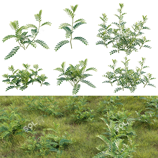 Versatile 3D Plant Modeling Collection 3D model image 1