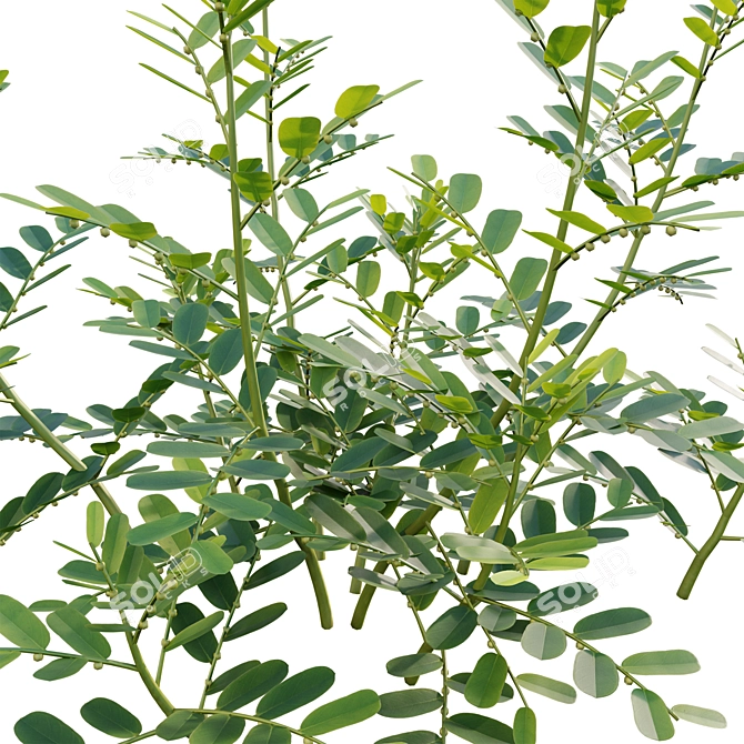 Versatile 3D Plant Modeling Collection 3D model image 3