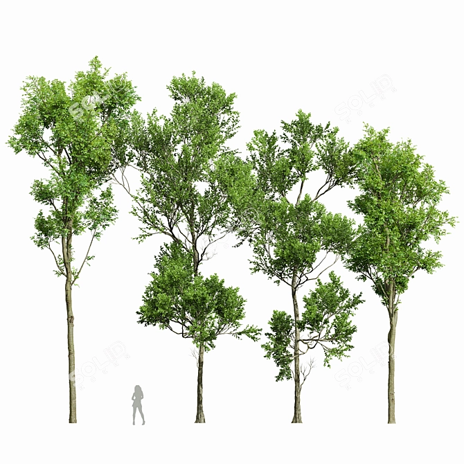 Forest Tree 3D Models Set 3D model image 1