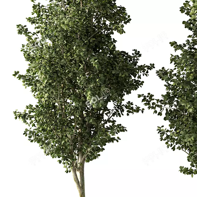  Skyline Beauty Tree Sculpture 3D model image 3