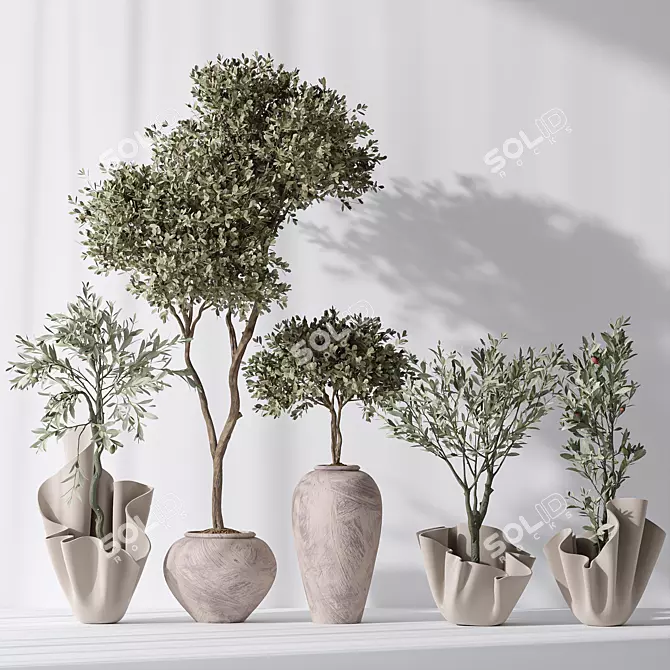 Evergreen Olive Tree Indoor Decor 3D model image 2