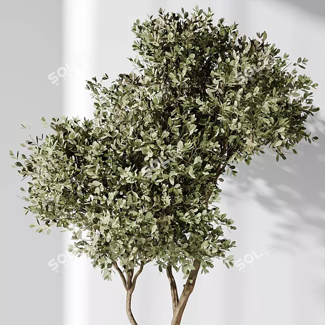 Evergreen Olive Tree Indoor Decor 3D model image 5