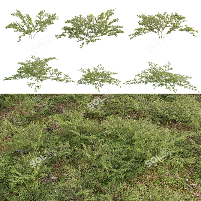  Varying 3D Plant Models Pack 3D model image 1