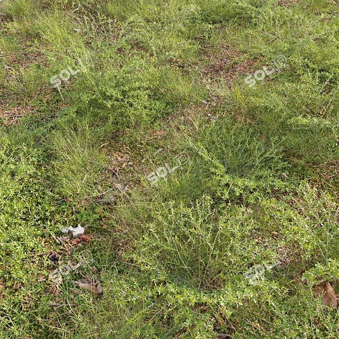  Varying 3D Plant Models Pack 3D model image 2