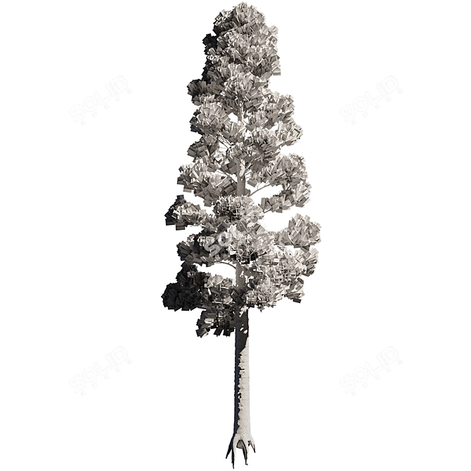  Tall Pinus 7 Tree Model 3D model image 2