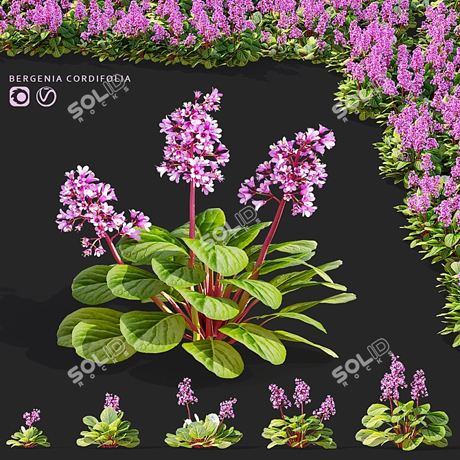 Heartleaf Bergenia Flower Bundle 3D model image 1