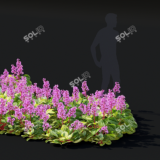 Heartleaf Bergenia Flower Bundle 3D model image 3