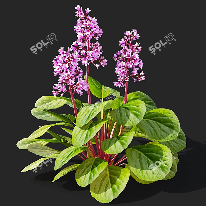 Heartleaf Bergenia Flower Bundle 3D model image 4