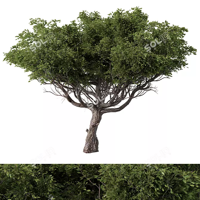 Contemporary Acacia Tree Sculpture 3D model image 1