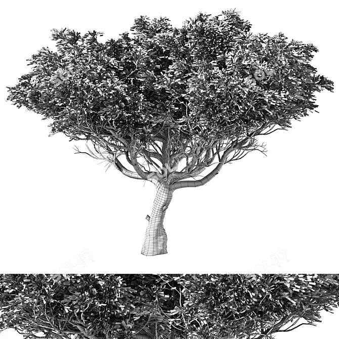 Contemporary Acacia Tree Sculpture 3D model image 4