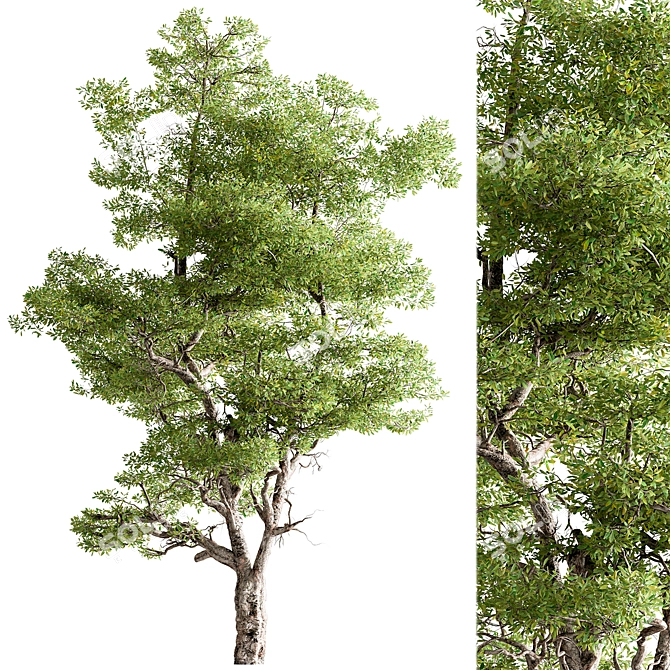 Hackberries Tree Set 257: Grow Your Garden's Charm 3D model image 1