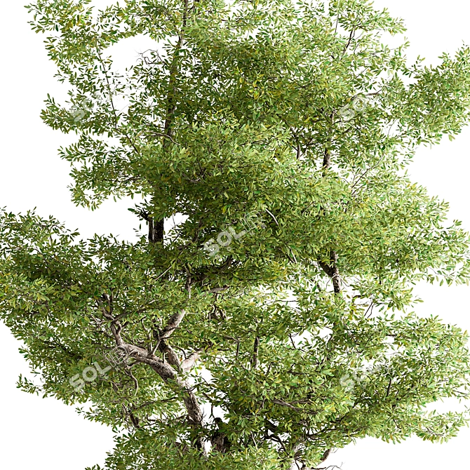 Hackberries Tree Set 257: Grow Your Garden's Charm 3D model image 3