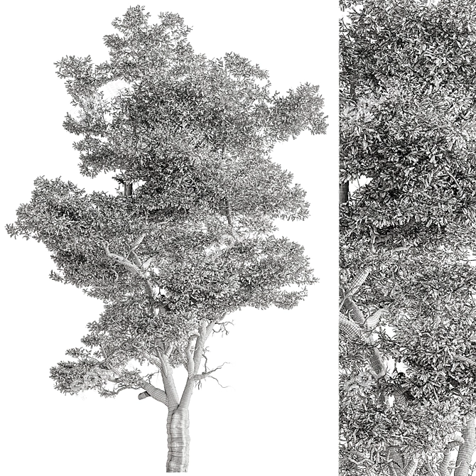 Hackberries Tree Set 257: Grow Your Garden's Charm 3D model image 4