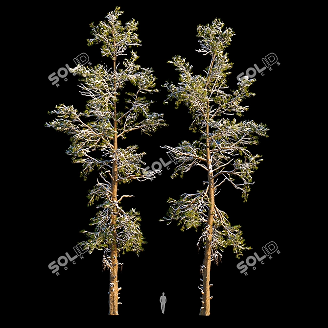 Winter Pine Trees in Snow 3D model image 1