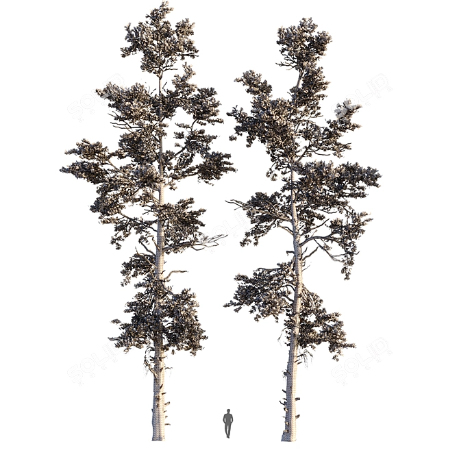 Winter Pine Trees in Snow 3D model image 6